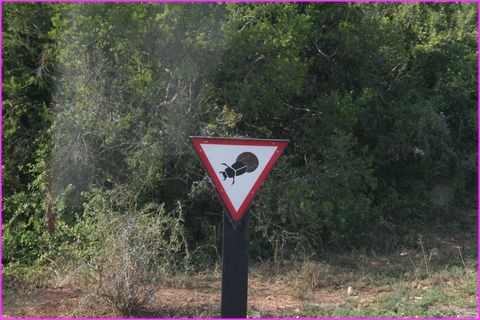 Un que nous n'avios encore jamais vu ! Prenez garde aux hannetons qui pondent dans les normes bouses d'lphants