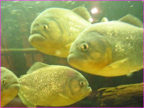 126-2642_IMG.JPG