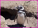 Et bien moi, c'est Pingouin ! (Crédit photo : Jürgen)