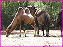 129-2934_IMG.JPG