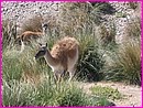 Et nous les guanacos, on fait les curieux