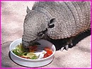 Tant qu'il y a de la bouffe, tatou il y aura