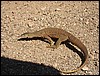 IMG_0955.JPG