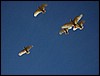 IMG_0969.JPG