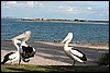 IMG_2988.JPG