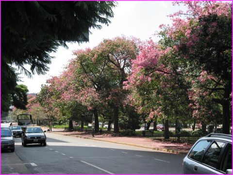On ne connaissait pas ces arbres couverts de fleurs (Florecidas serait peut-tre leur nom ?)