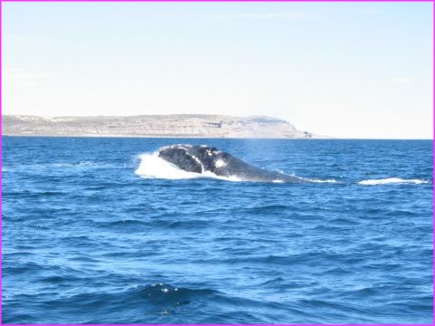 Enfin, la majestueuse baleine franche australe se dcide  nous charmer ......