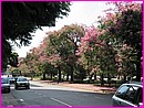 On ne connaissait pas ces arbres couverts de fleurs (Florecidas serait peut-tre leur nom ?)