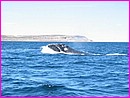 Enfin, la majestueuse baleine franche australe se décide à nous charmer ......