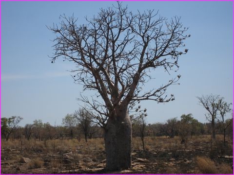 Des baobabs par milliers dans le Nord Ouest