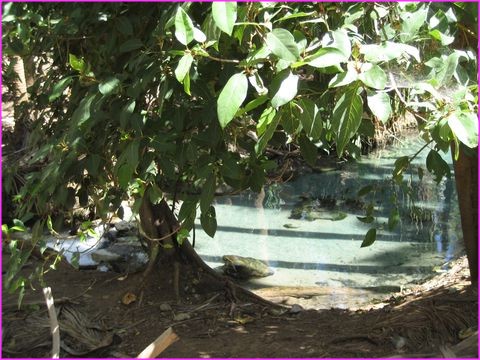 Un tantinet tropical