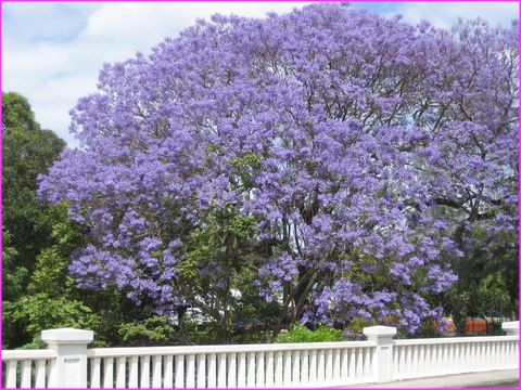 Des jacarandas par centaines et tous magnifiques, sur la c�te Est