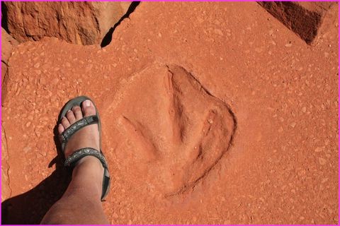 Trace de dinosaure � la pointe Gantheaume pr�s de Broome