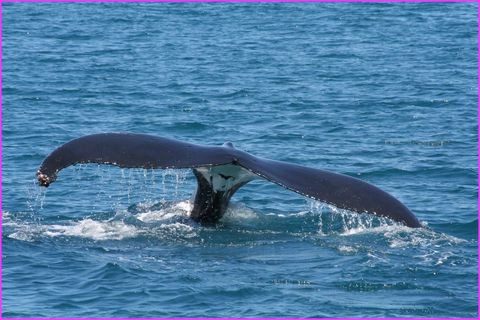 Quelle �l�gance !