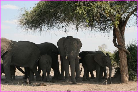 Belle famille � l'ombre d'un grand arbre
