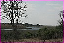 Beau paysage le long de la Chobe River pr�s de Kasane