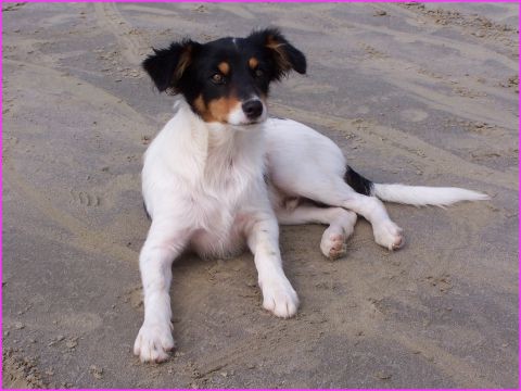 Beethoven : notre compagnon ... de nuit. Il venait souvent dormir avec nous dans Prosper. Il nous avait adopt� lui aussi !