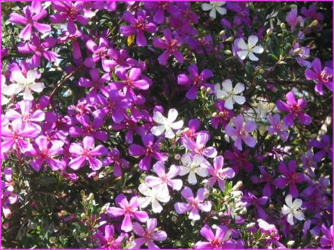 De tr�s jolies fleurs, que nous ne connaissions pas