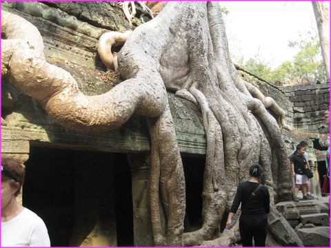 Quand un arbre prend racines sur un temple,  Angkor