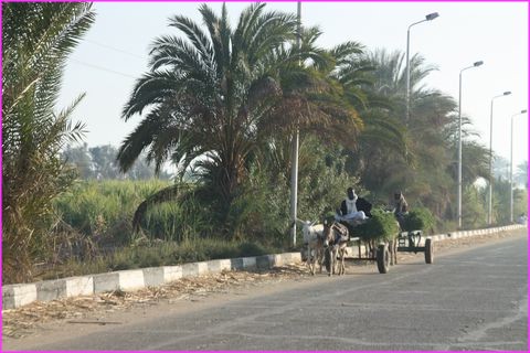 Ane � tout faire ...