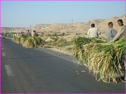 ... ici portant de la canne � sucre en convoi