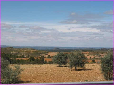 Des Oliviers  perte de vue