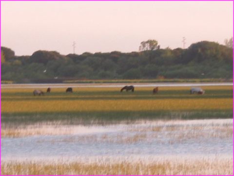 Etang  El Rocio