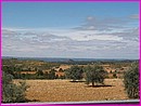 Des Oliviers  perte de vue