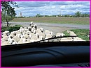 Invasion de moutons sur une petite route
