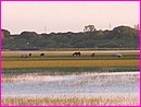 Etang  El Rocio