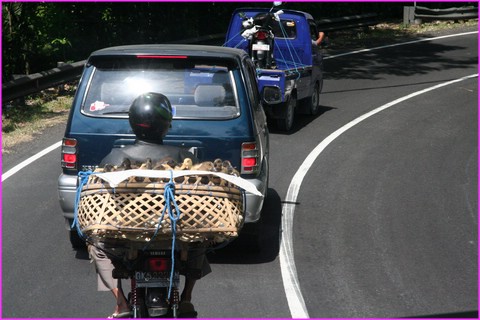 Transport en commun ... de canetons