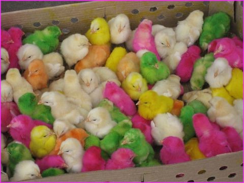 Les Iraniens ont de l'humour et les enfants adorent ces petites boules color�es en vente partout dans la rue