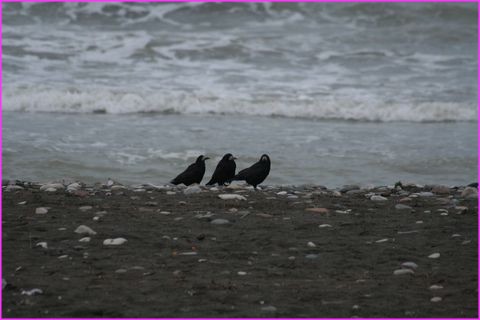 Trois Iraniennes sur la plage ? Non, trois corbeaux !