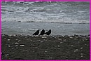 Trois Iraniennes sur la plage ? Non, trois corbeaux !