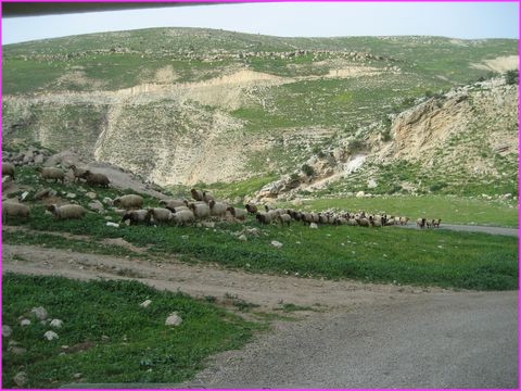 De la verdure, des beaux troupeaux, nous sommes, oui oui, en Jordanie pas tr�s loin du Jourdain,