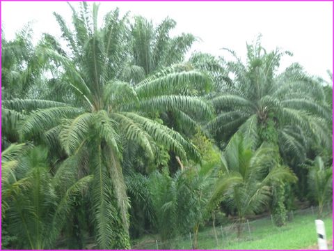 Des palmiers  profusion ... pour l'huile ... de palme