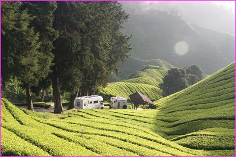 Vous prendrez bien un peu de th des Cameron Highlands !