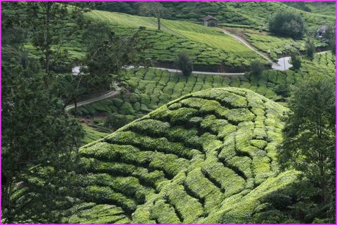 On ne peut rsister  la beaut des paysages des Cameron Highlands