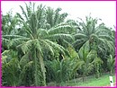 Des palmiers  profusion ... pour l'huile ... de palme