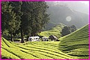 Vous prendrez bien un peu de th des Cameron Highlands !