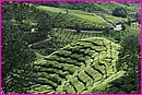 On ne peut rsister  la beaut des paysages des Cameron Highlands