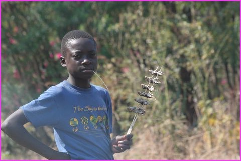 Vous prendrez bien une brochette de petits rats ?