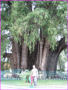 Soit c'est l'arbre qui est norme, soit c'est Patricia qui est trs petite ! (2000 ans, 14 mtres de diamtre, ... l'arbre bien sr !)