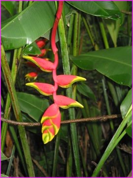 Belle fleur tropicale en bord de route