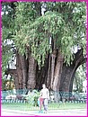 Soit c'est l'arbre qui est norme, soit c'est Patricia qui est trs petite ! (2000 ans, 14 mtres de diamtre, ... l'arbre bien sr !)