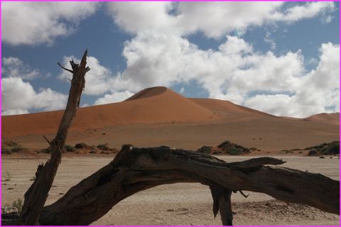 LA dune vue de derri�re ... et derri�re un arbre ... mort lui aussi