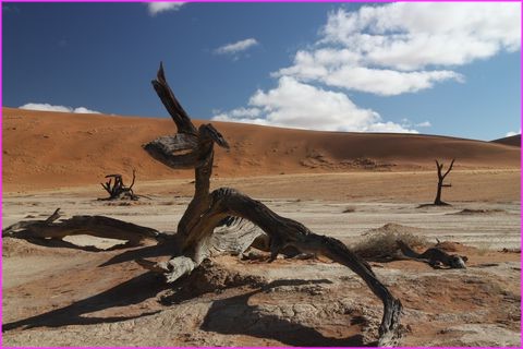 ... avec ses arbres morts de chez mort