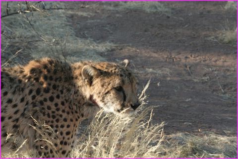 Je chasse ! (Cheetah = Gu�pard, sauvage)