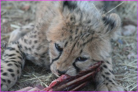 L'ardeur au beefsteak n'attend pas de nombreuses ann�es pour ce tout petit Cheetah (Gu�pard)