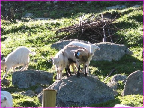 .... et nous avions ces belles biquettes de l'autre c�t� du chemin !!